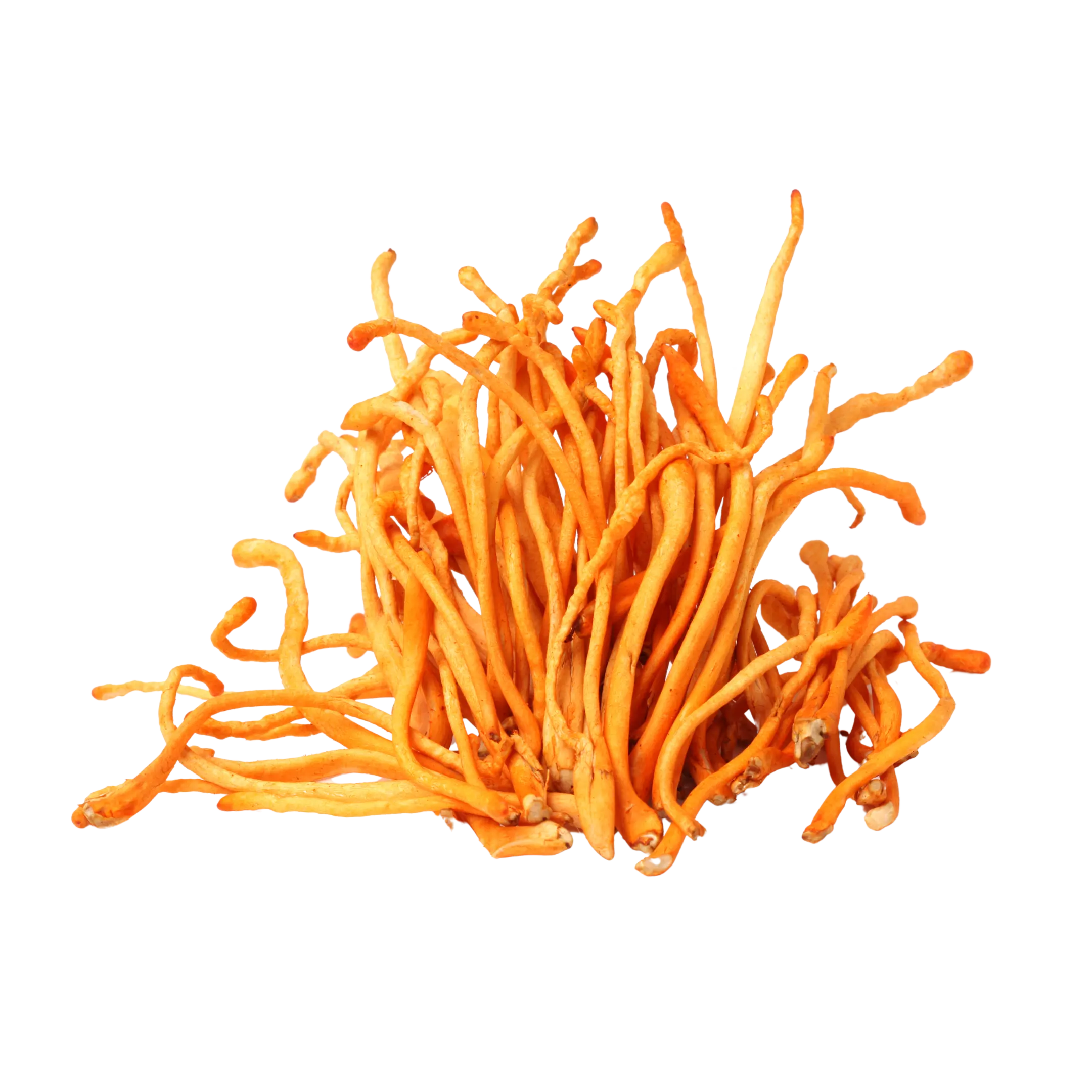 CORDYCEPS - REDUCES FATIGUE, INCREASES MENTAL CLARITY. MUSHROOM COFFEE, DRINK BOOST BREW.