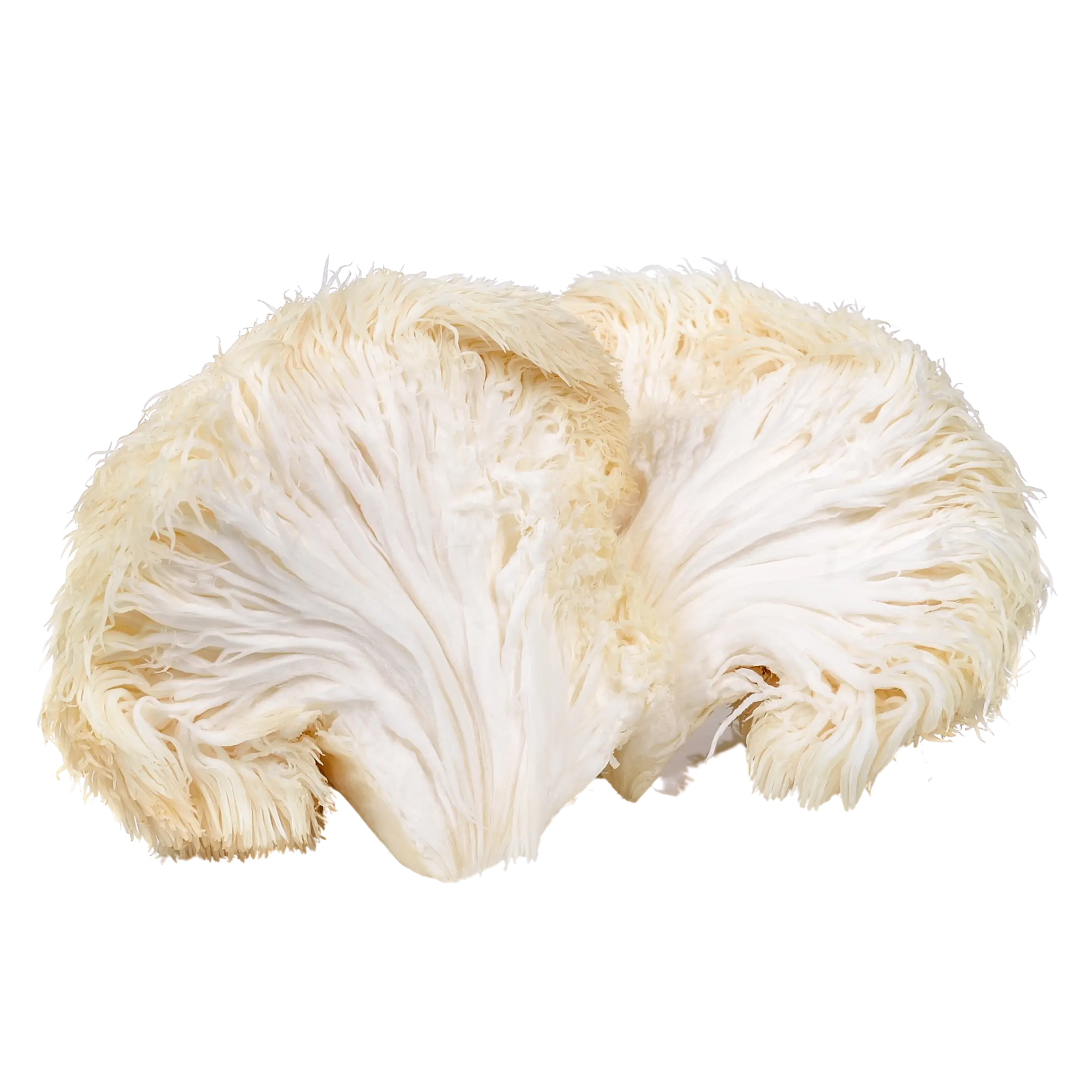 LIONS MANE - IMPROVES CONCENTRATION AND FOCUS. MUSHROOM COFFEE. DRINK BOOST BREW.
