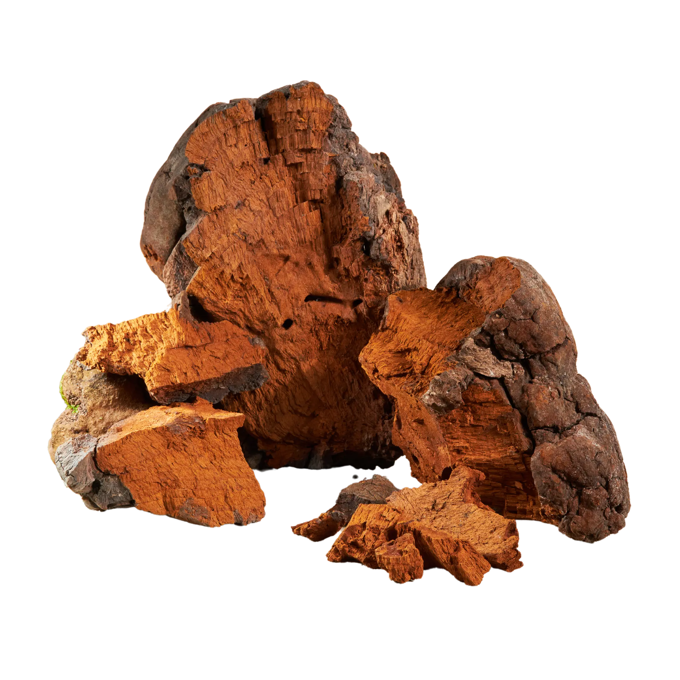 CHAGA MUSHROOM - IMPROVES IMMUNITY & CONTAINS ANTIOXIDANTS. DRINK BOOST BREW MUSHROOM COFFEE.