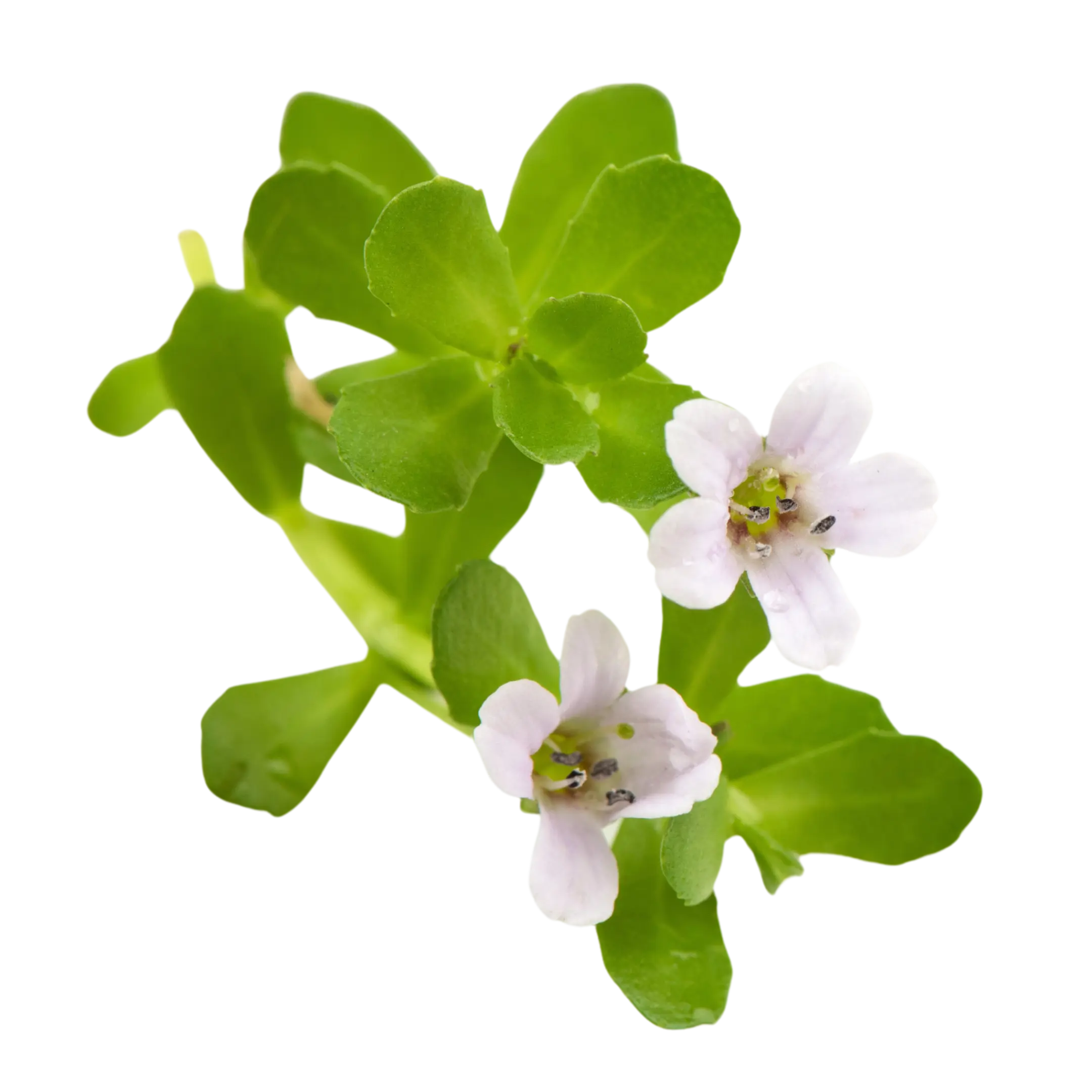 BACOPA MONNIERI - IMPROVES COGNITIVE FUNCTION AND MEMORY. MUSHROOM COFFEE. DRINK BOOST BREW.