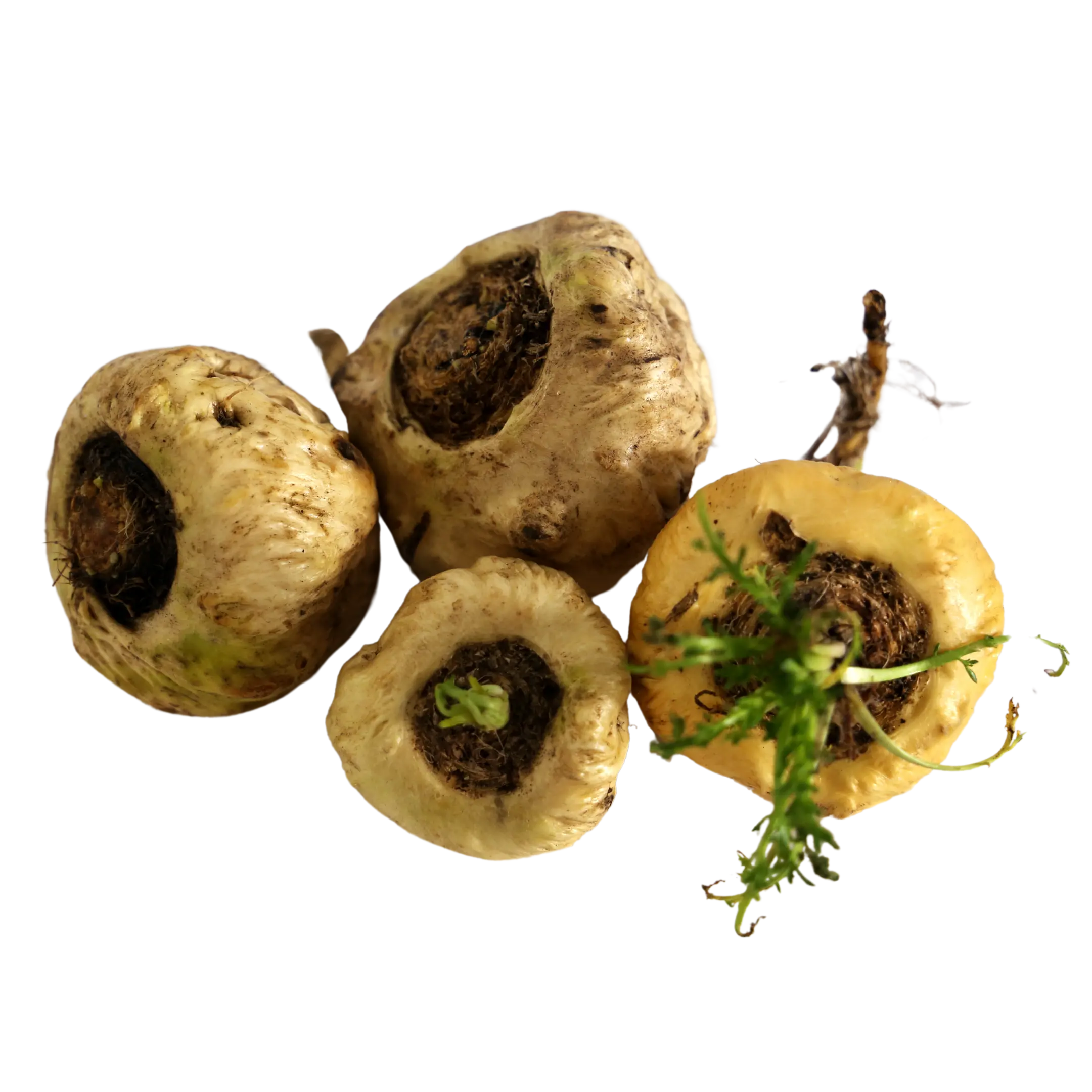 MACA ROOT - INCREASES ENERGY, STAMINA, AND LIBIDO. DRINK BOOST BREW.